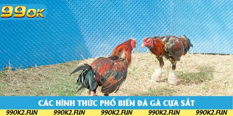 Các hình thức cược phổ biến trong đá gà cựa sắt